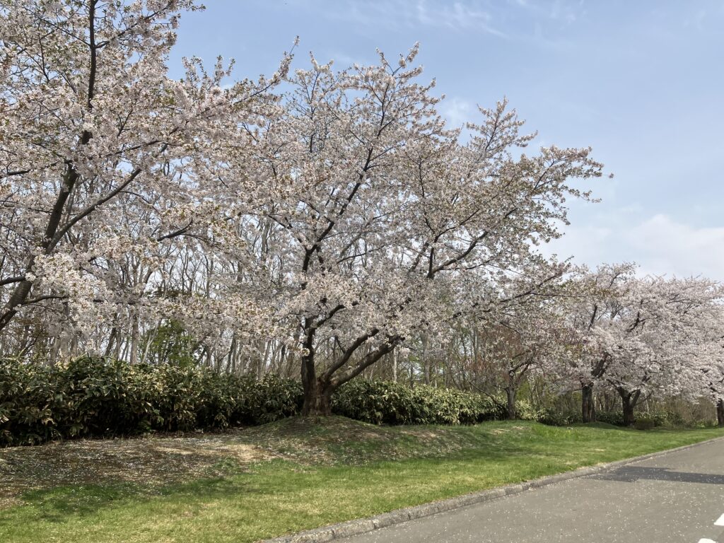 厚田の桜